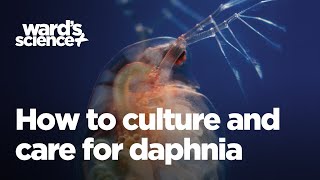 Caring and Culturing for Daphnia [upl. by Ellord284]