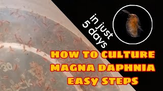 How to Culture Magna Daphnia Easily [upl. by Aguie747]