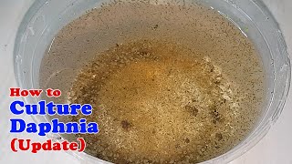 How to Culture Daphnia Update with ZERO Cost  Unlimited Live Food for Our Fish [upl. by Dyna701]