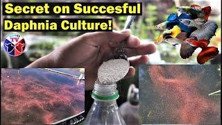 How to Culture Daphnia Successfully [upl. by Gennaro]