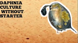 HOW TO CULTURE DAPHNIA NATURALLY WITHOUT A STARTER [upl. by Eissen659]