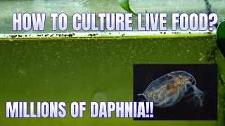 How to Culture Daphnia Secret Method to Breed MILLIONS  Simply Aquatic [upl. by Leahcim776]