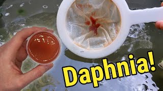 How I Culture Daphnia In Outdoor Tubs [upl. by Marjorie614]