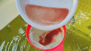 How to culture daphnia  Daphnia culture  How to grow daphnia outdoor [upl. by Ardek137]