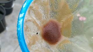 How to culture daphnia moina in a small container Part 1 English Subtitle [upl. by Thain383]