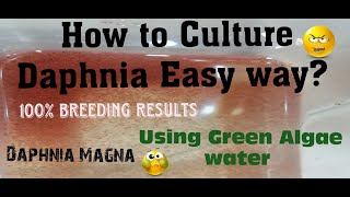 Daphnia MagnaHow to Culture Daphnia Easy wayCulturing Daphnia using Green water Daphnia [upl. by Agathe]