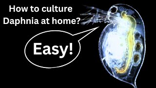 BEST Live Fish Food Beginner guide How to Culture Daphnia at home [upl. by Endor143]