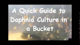 How to culture daphnia outside [upl. by Giardap541]