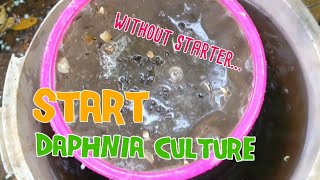 How to culture daphnia moina the easy way 1  Starting the Daphnia culture [upl. by Francklyn943]