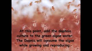 Daphnia  How to grow daphnia in your home [upl. by Lladnar]