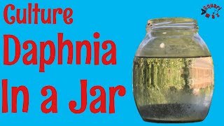 How to Culture Daphnia in a Jar [upl. by Htidirem]