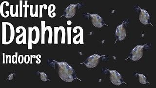 How to Culture Daphnia [upl. by Ardiekal]