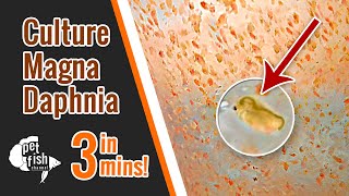 How to culture DAPHNIA MAGNA  The easy way [upl. by Sirhc]