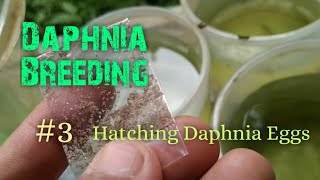 Daphnia Culture made simple and easy 3  Hatching Daphnia eggs [upl. by Odessa]