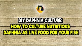 DIY Daphnia Culture How to Culture Nutritious Daphnia as Live Food for Your Fish [upl. by Eliot713]