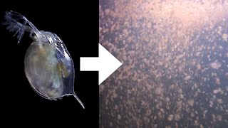 How I Culture Daphnia [upl. by Ealasaid]