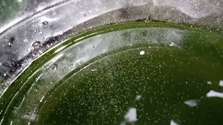 DAPHNIA MOINA CULTURE IN A SMALL BUCKET [upl. by Dirrej]