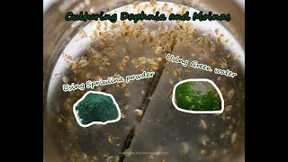 How To Culture Daphnia and Moinas using Green Water Spirulina powder [upl. by Warring]