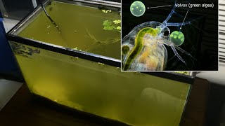 Raising Daphnia for the Freshwater Aquarium [upl. by Nivle629]