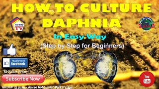 HOW TO CULTURE DAPHNIA In Easy Way [upl. by Timmons]